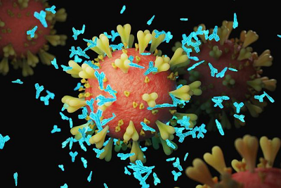 Para ilmuwan telah mengidentifikasi antibodi yang dapat menetralisir Omicron dan varian SARS-COV-2 lainnya